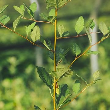 Closeup of prairie crabapple seedling.